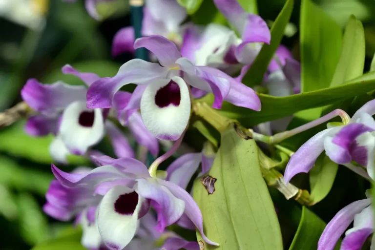 Bambusz orchidea gondozása (Dendrobium nobile, vesszőkosbor) 1.