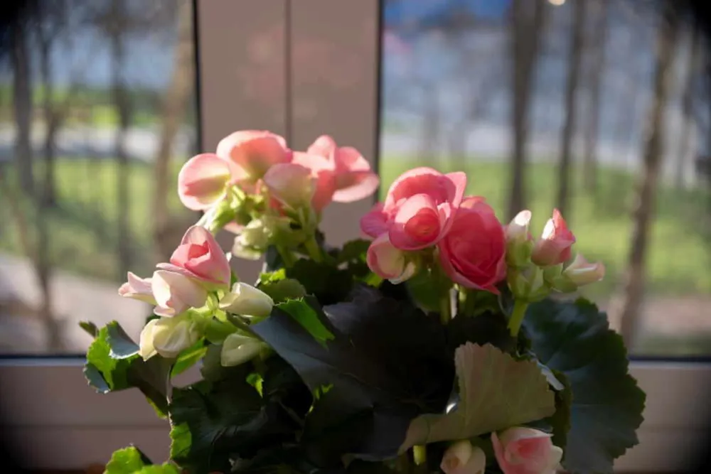 Begónia gondozása (Begonia)