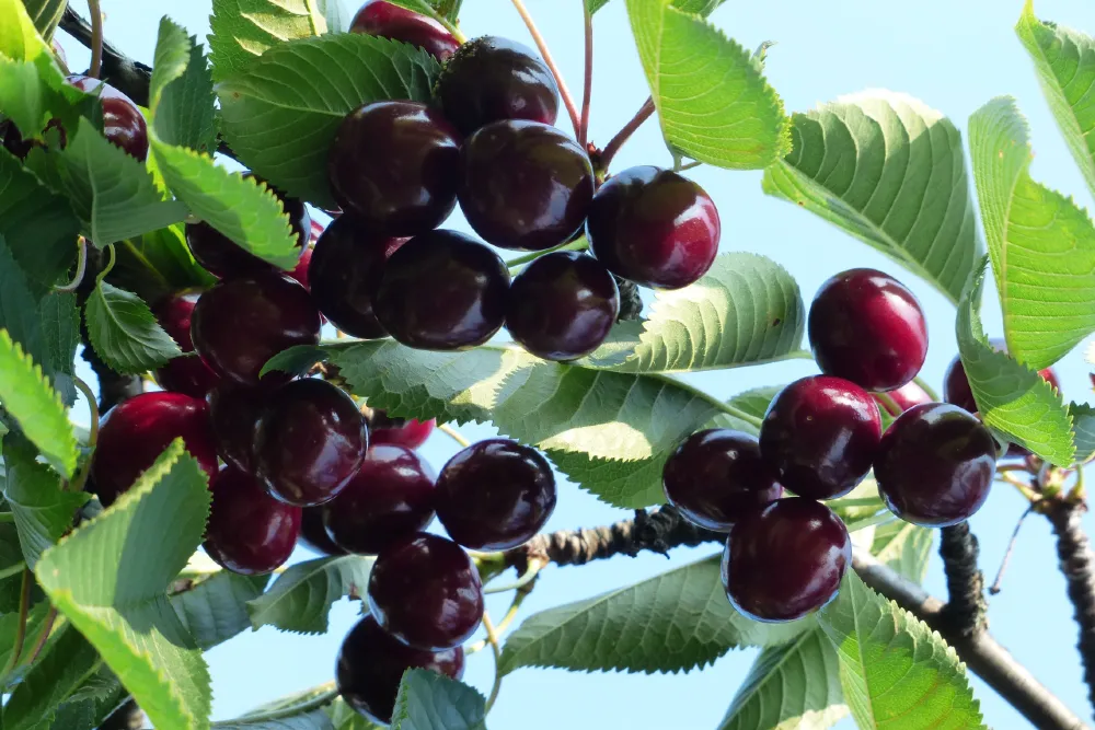 Cseresznyefa metszése tavasszal – Tippek a bőséges terméshez