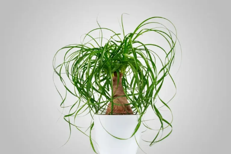 Elefántláb gondozása - buzogányfa (Beaucarnea recurvata)