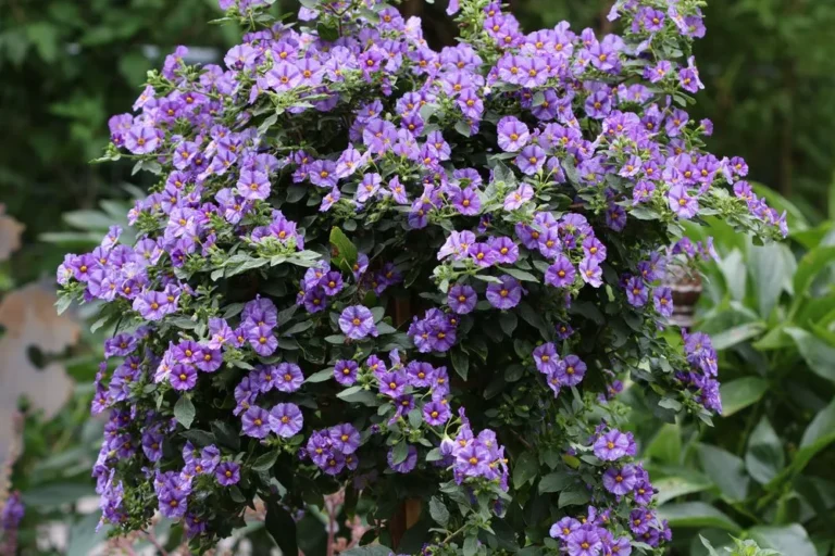 Encián gondozása, teleltetése (Lycianthes rantonnetii)