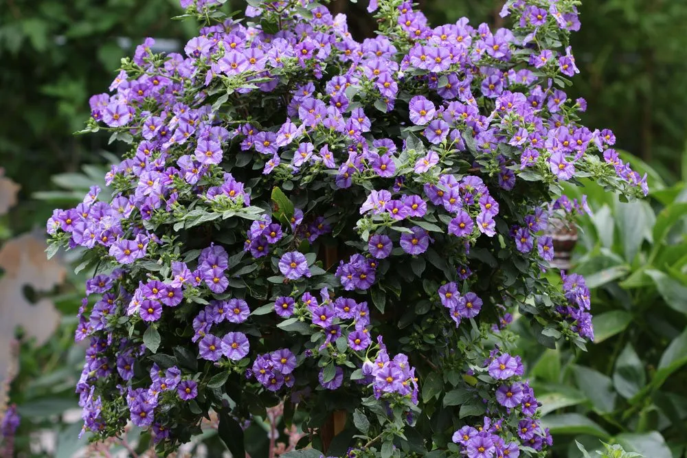 Encián gondozása, teleltetése (Lycianthes rantonnetii)