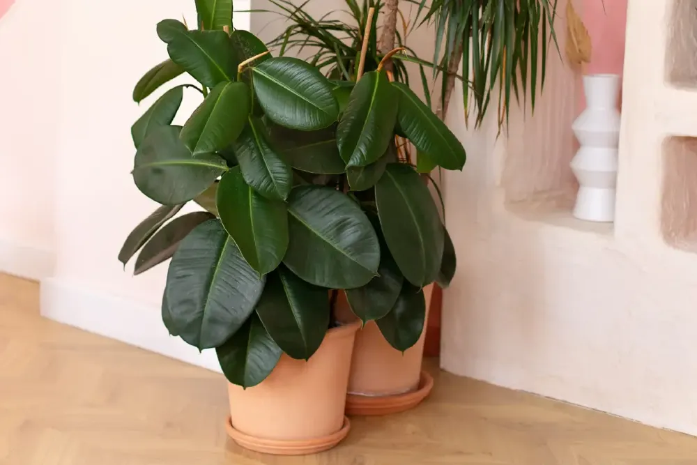 Fikusz gondozása – Ficus elastica