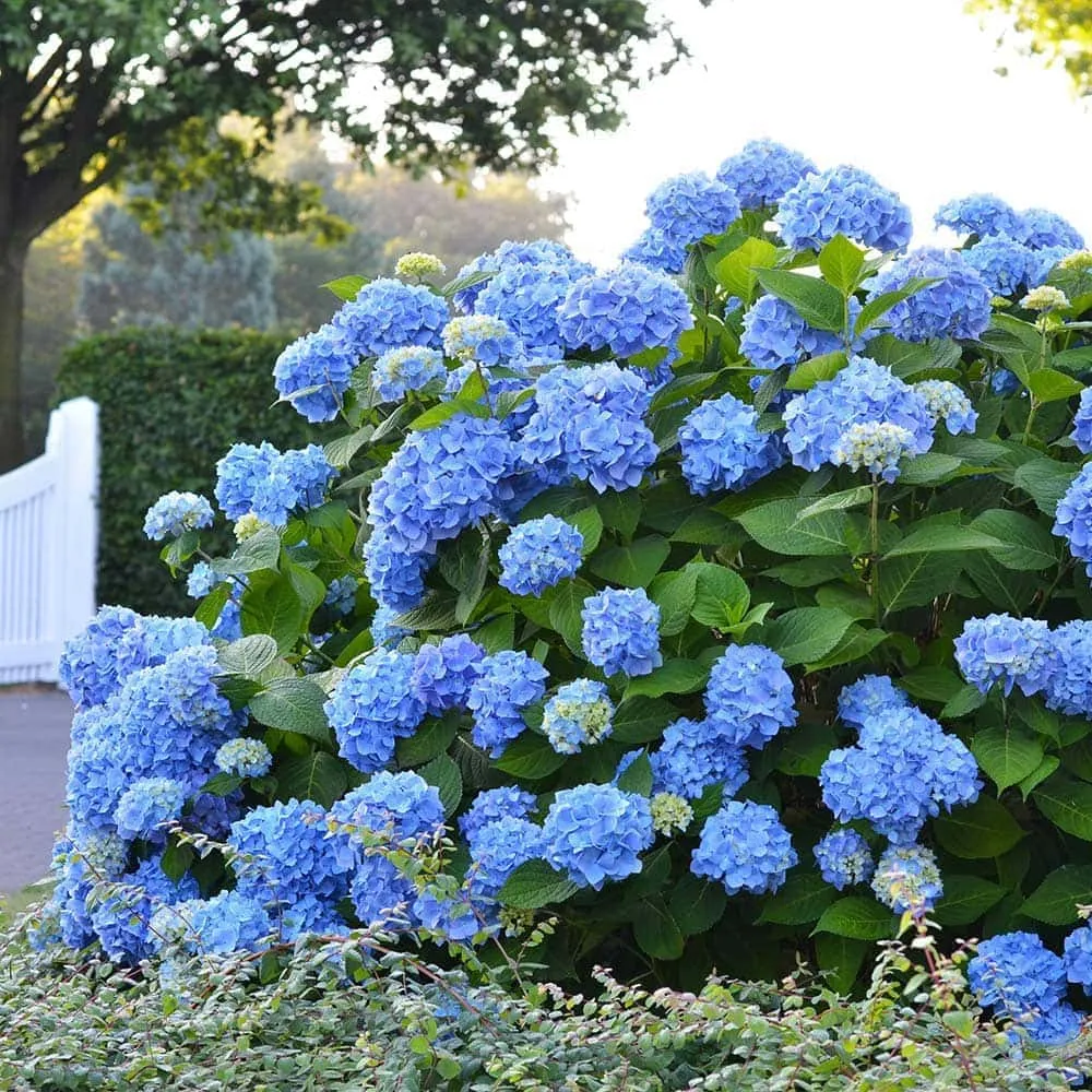 Hortenzia gondozása – Ültetése, ápolása, metszése (Hydrangea)