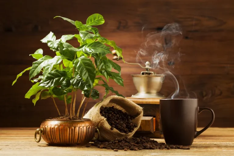 Kávécserje gondozása, szaporítása, nevelése (Coffea arabica)