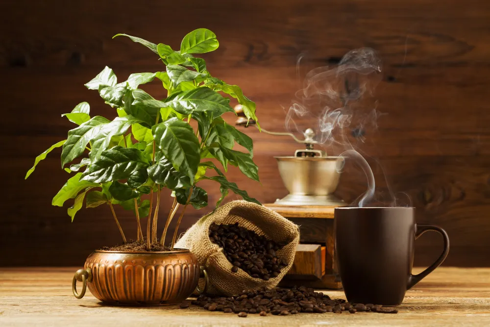 Kávécserje gondozása, szaporítása, nevelése (Coffea arabica)