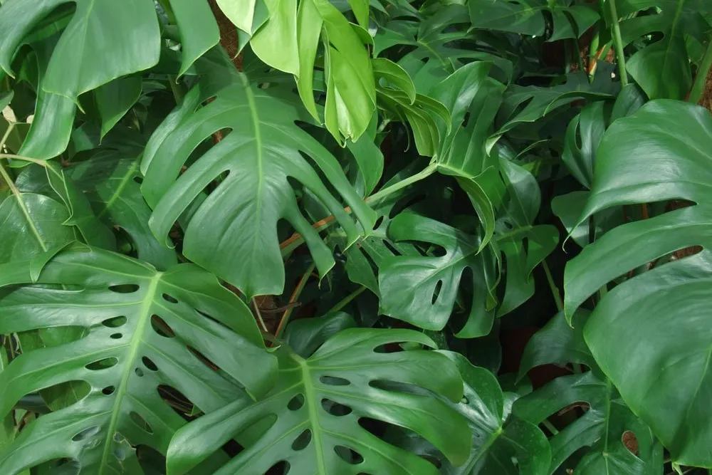 Könnyezőpálma gondozása (Monstera deliciosa)