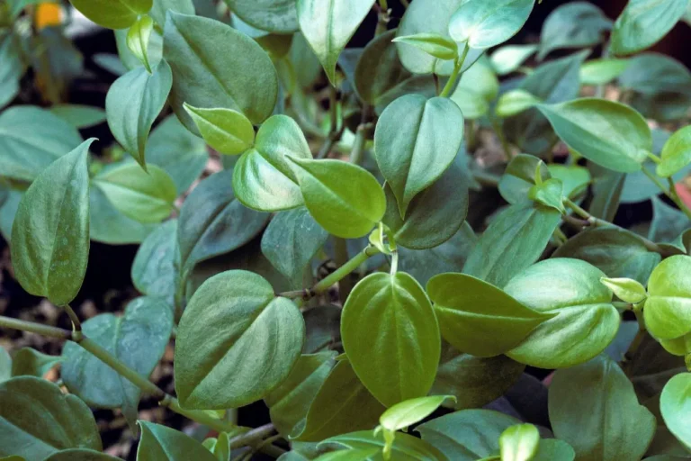 Kúszó filodendron gondozása (Philodendron scandens, 'Brasil')