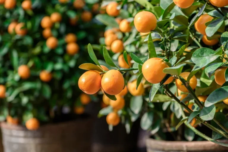 Mandarin Fa Gondozása - alapok