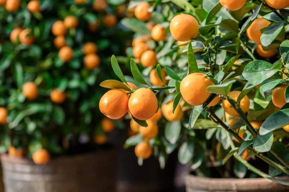 Mandarin Fa Gondozása – alapok