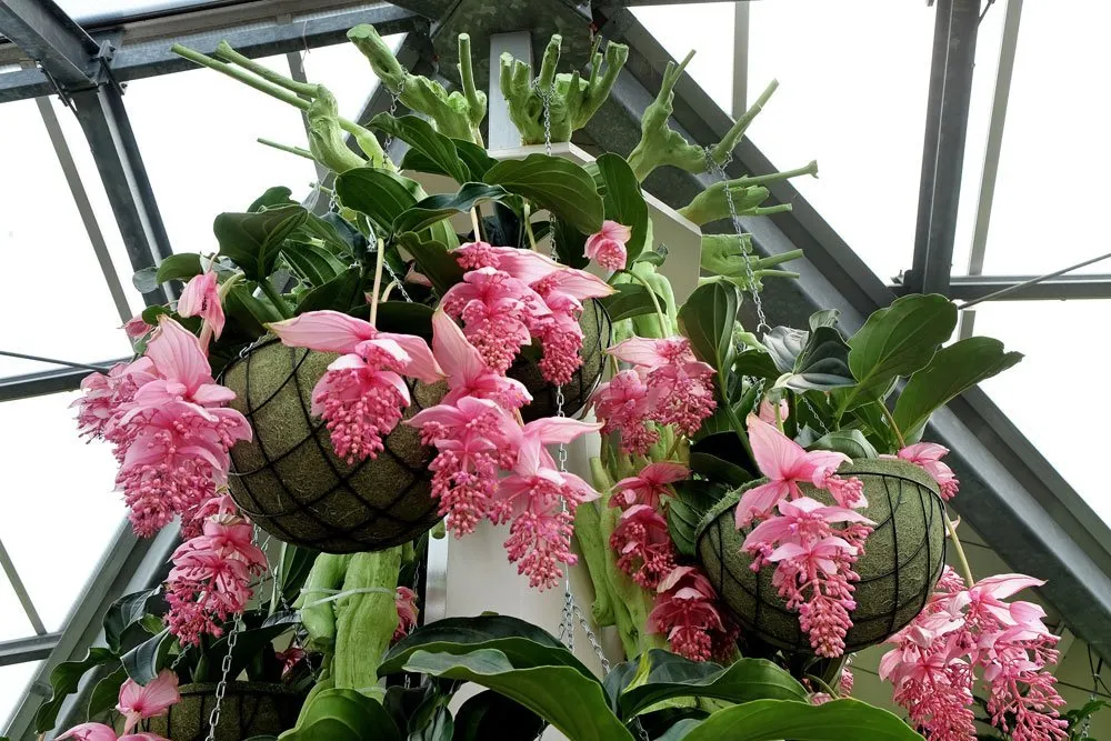 Pompás medinilla gondozása (Medinilla magnifica)