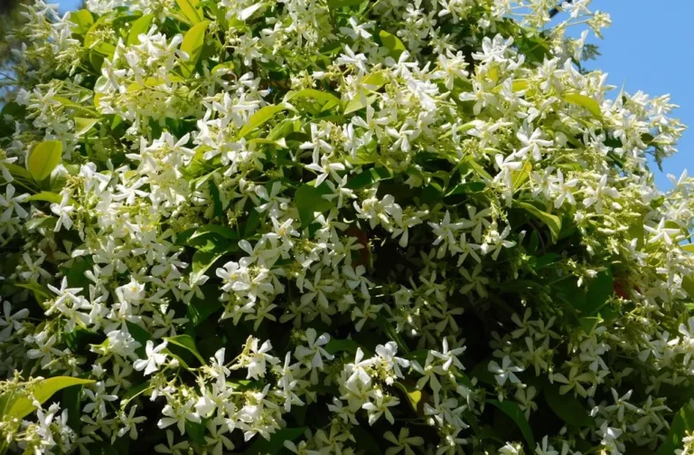 Sokvirágú jázmin gondozása (Jasminum polyanthum)