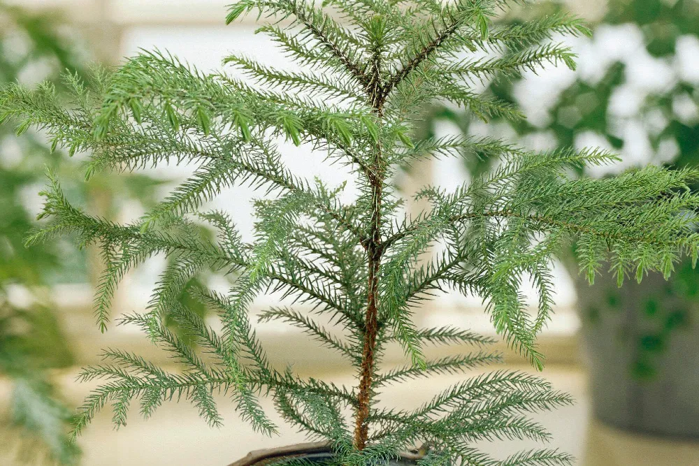 Szobafenyő gondozása (Araucaria heterophylla)