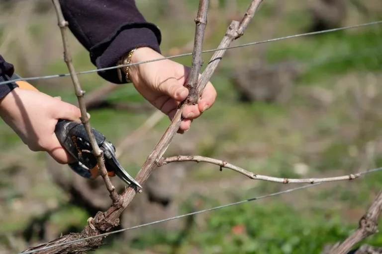 Szőlőmetszés kisokos: 18 végzetes szőlőmetszési hiba, ami tönkreteheti a termést