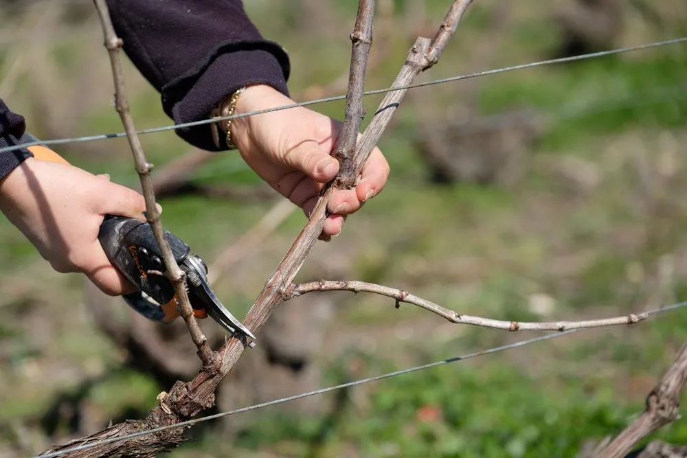 Szőlőmetszés kisokos: 18 végzetes szőlőmetszési hiba, ami tönkreteheti a termést