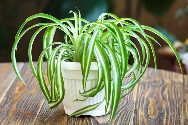 Zöldike gondozása - csokrosinda (Chlorophytum comosum)