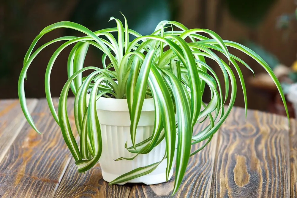 Zöldike gondozása – csokrosinda (Chlorophytum comosum)