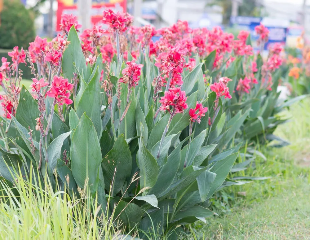 Kánna ültetése és gondozása (Canna, Kanna)
