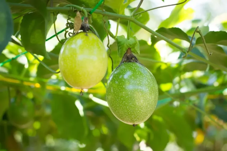 Maracuja gondozása és ültetése (Passiflora edulis)