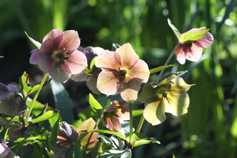 Hunyor (Helleborus) ültetése, szaporítása, gondozása 2.
