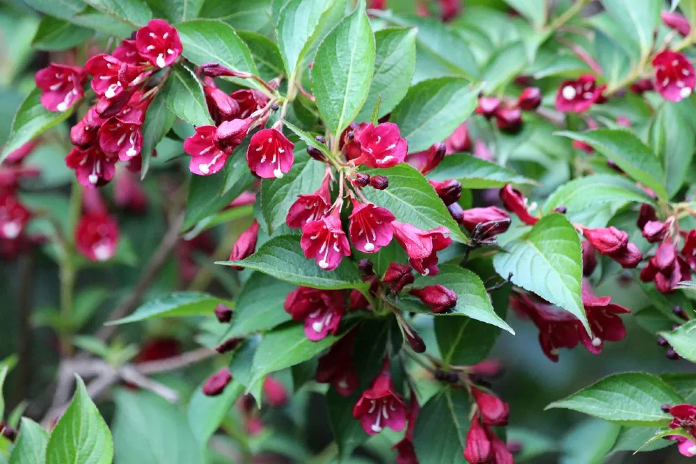 Rózsalonc jellemzői, gondozása, metszése, szaporítása, ültetése (Weigela)