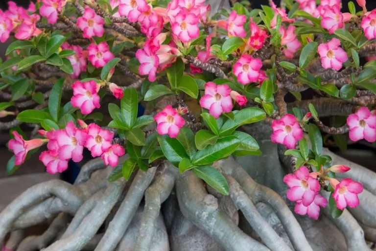 Sivatagi rózsa gondozása, ültetése, teleltetése (Adenium)