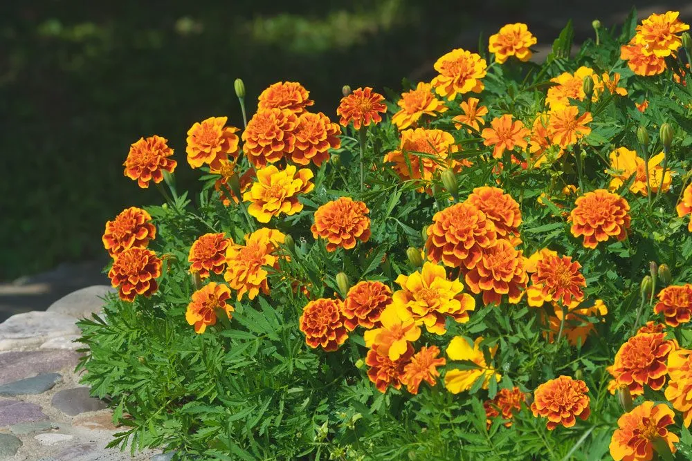 Bársonyvirág gondozása, szaporítása (Büdöske, Tagetes)
