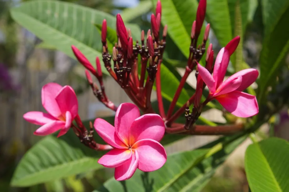 Plumeria gondozása, ültetése, szaporítása (frangipáni)
