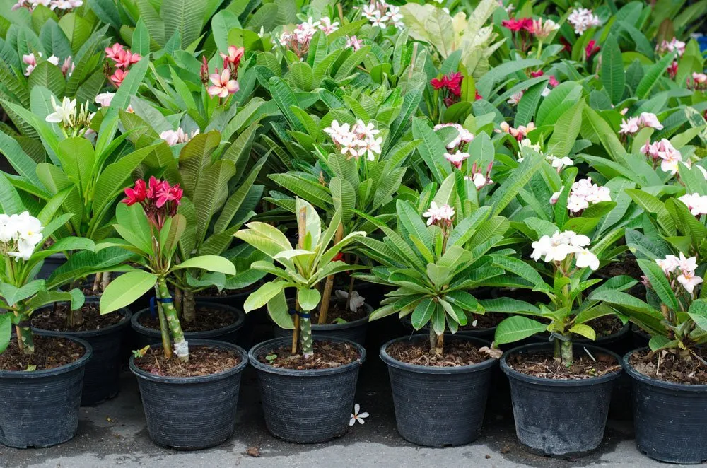 Plumeria gondozása, ültetése, szaporítása (frangipáni) 2.