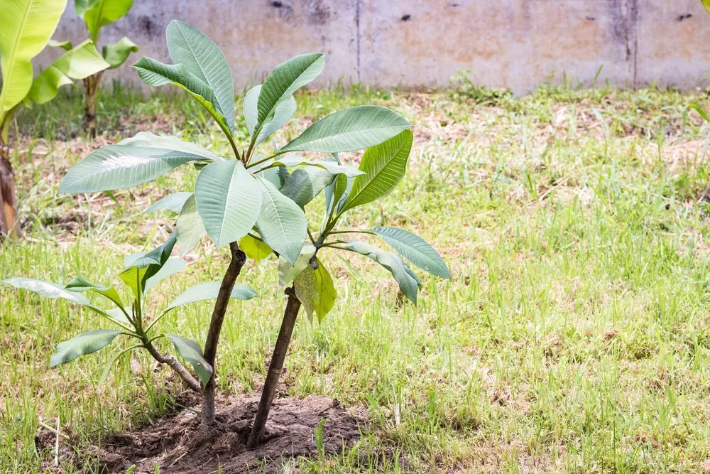 plumeria gondozasa ultetese szaporitasa 3