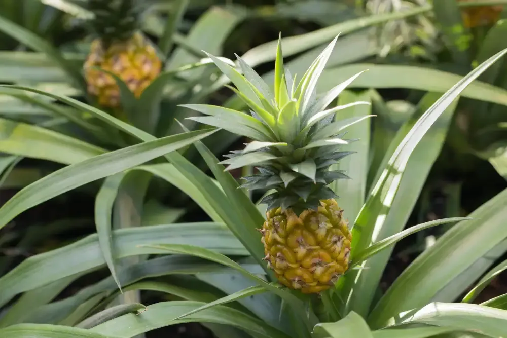 Ananász ültetése, gondozása (Ananas comosus)