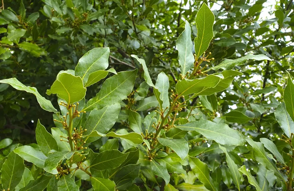 Babér gondozása, szaporítása (Laurus nobilis)