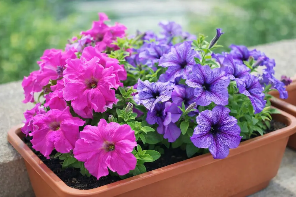 Petúnia gondozása: így lesz dúsan virágzó egész nyáron