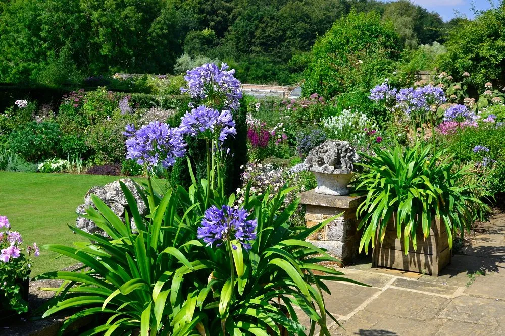 Szerelemvirág gondozása (Agapanthus)