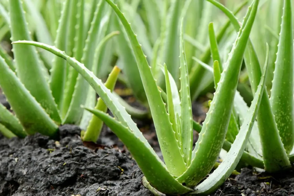 Aloe vera gondozása és felhasználása