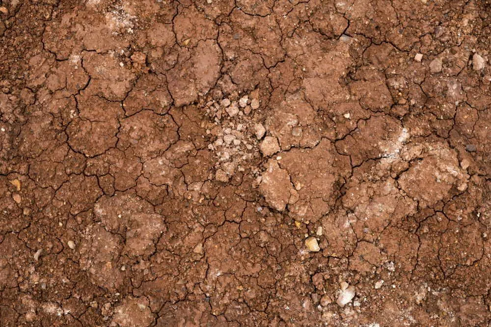 Agyagos talaj javítása természetes anyagokkal – útmutató kezdőknek