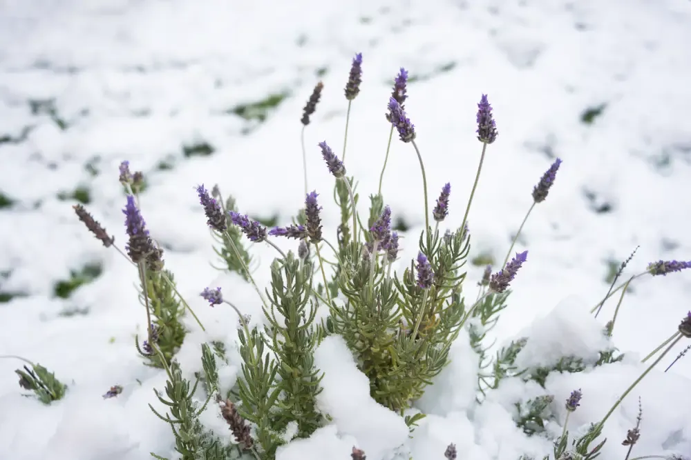 Levendula téli gondozása: Ha így gondozod télen a levendulát, akkor májustól bőséges virágzással hálálja meg