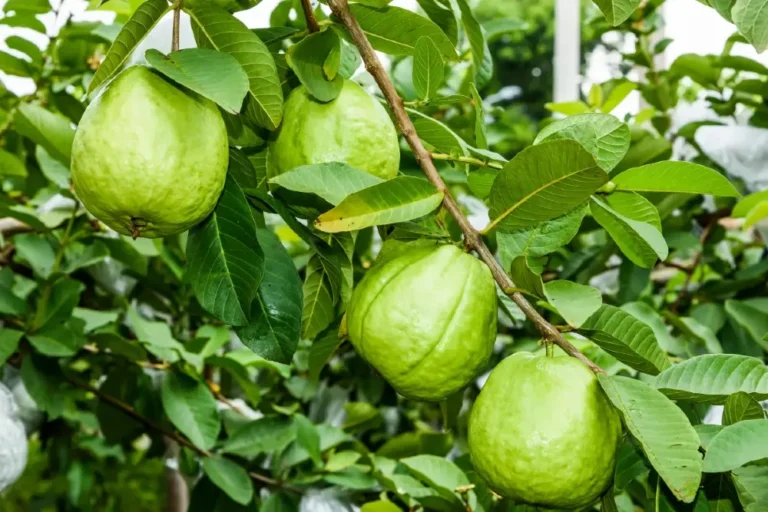 Guava gyümölcs termesztése és fogyasztása