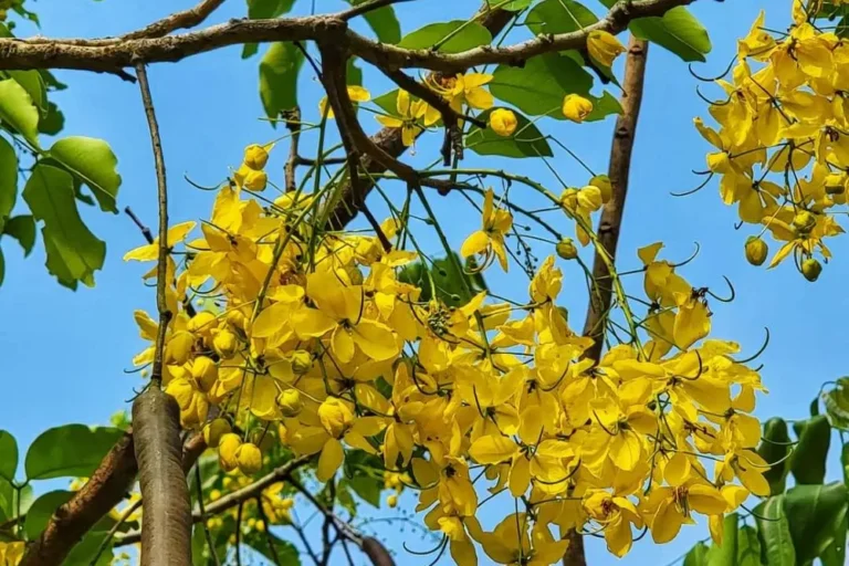 Indiai szenna gondozása (Cassia fistula)