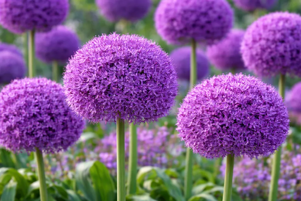 Díszhagyma ültetése és gondozása