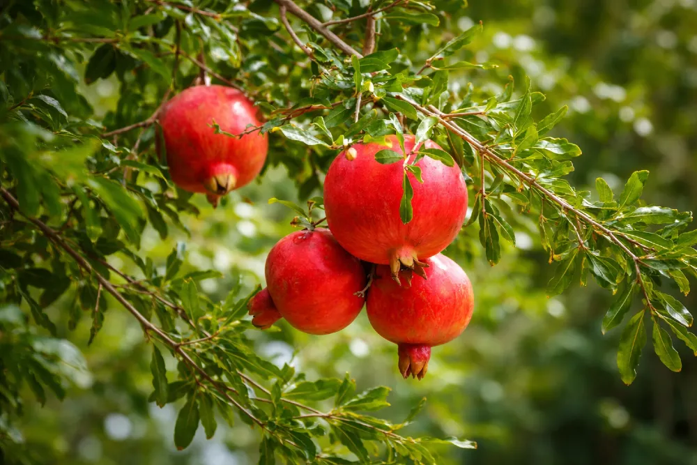 Gránátalma termesztése és gondozása