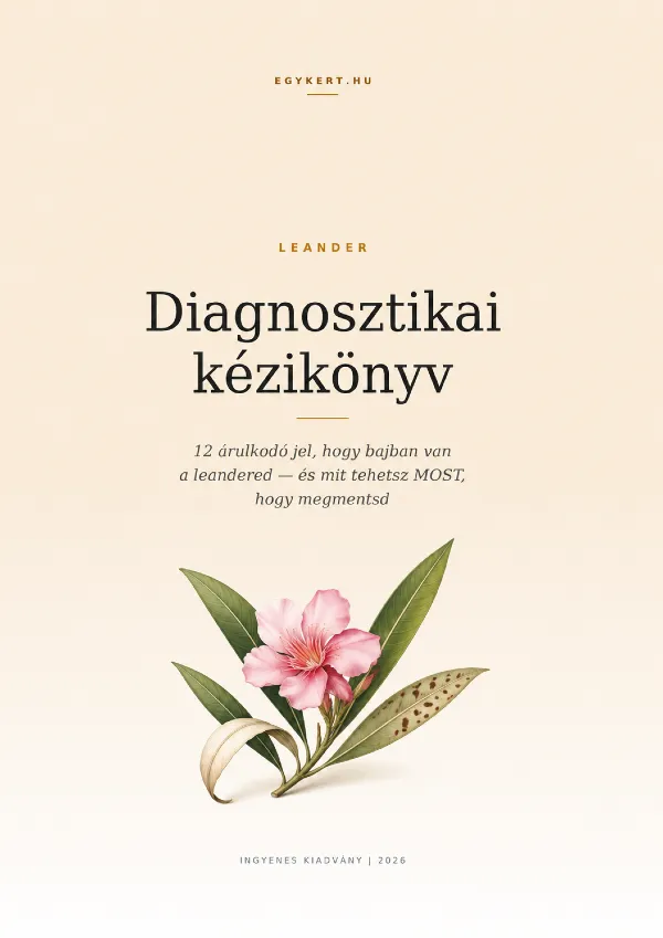 leander diagnozis borito feliratkozas 1