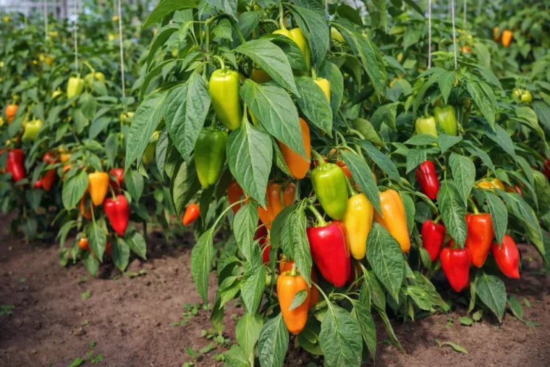 Paprika termesztése – teljes útmutató a vetéstől a betakarításig 5 Paprika termesztése – teljes útmutató a vetéstől a betakarításig