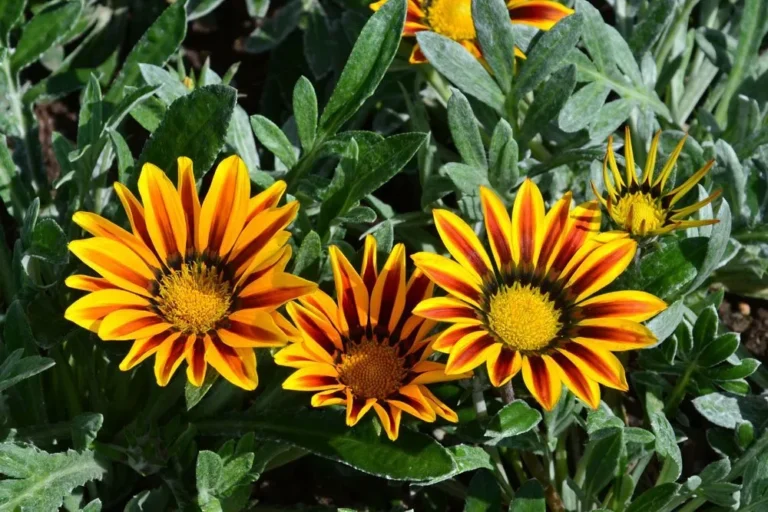 Pompás záporvirág (Gazania) gondozása