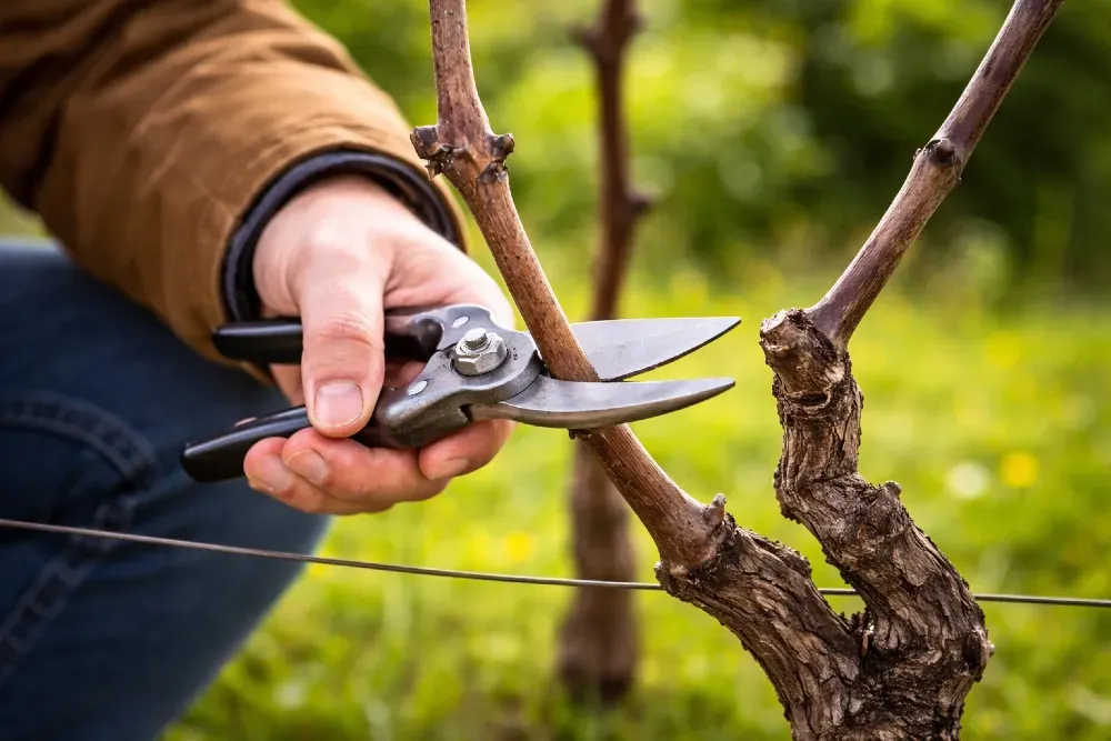 Szőlő metszése – mikor és hogyan metszd a szőlőt tavasszal?