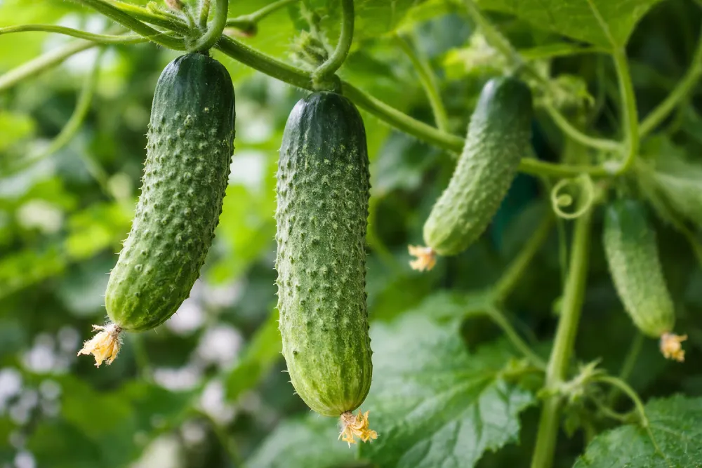 Uborka termesztése – teljes útmutató a vetéstől a bőséges termésig