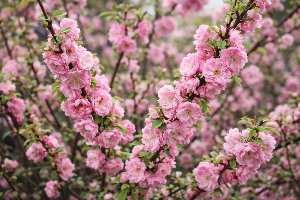 Babarózsa (Prunus triloba) gondozása, metszése, szaporítása és betegségei