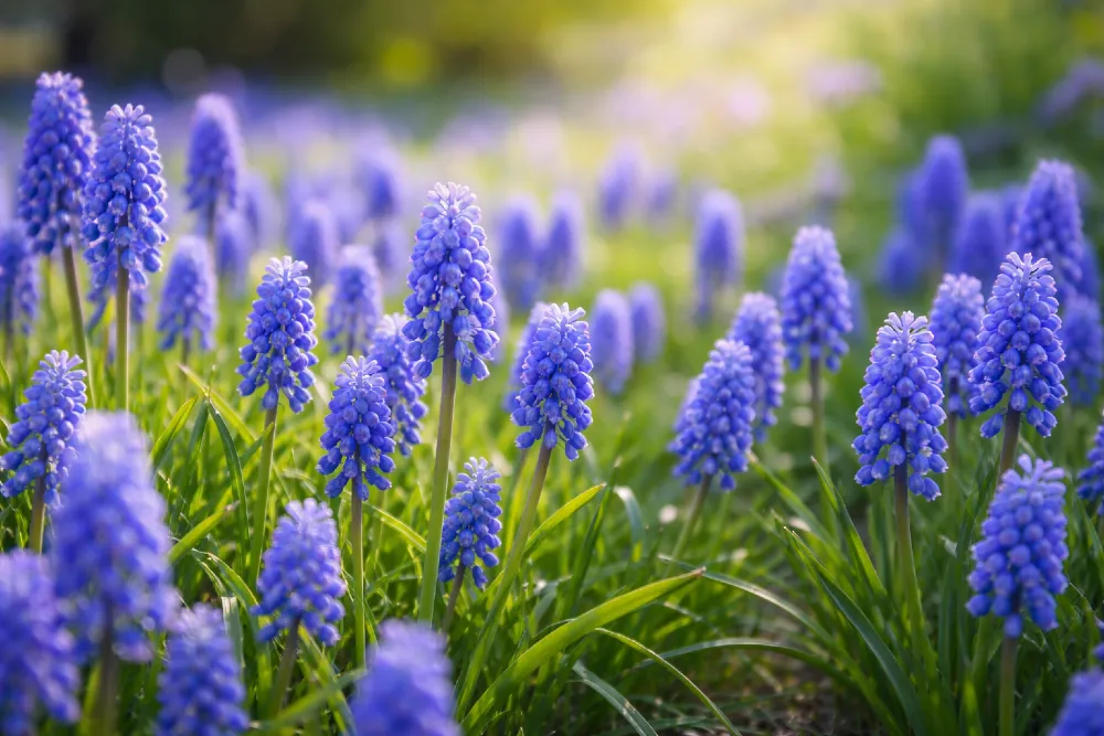 Gyöngyike gondozása: ültetés, szaporítás, virágzás után