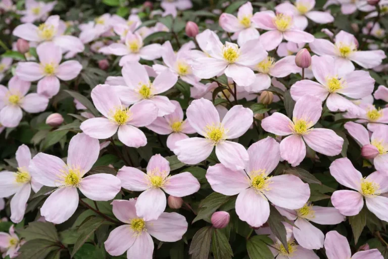 Hegyi iszalag - Clematis montana: teljes útmutató a sikeres neveléshez