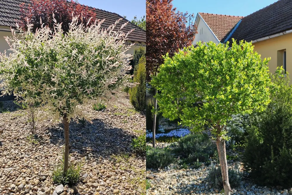 Japán fűz gondozása – Teljes útmutató kezdőknek és haladóknak